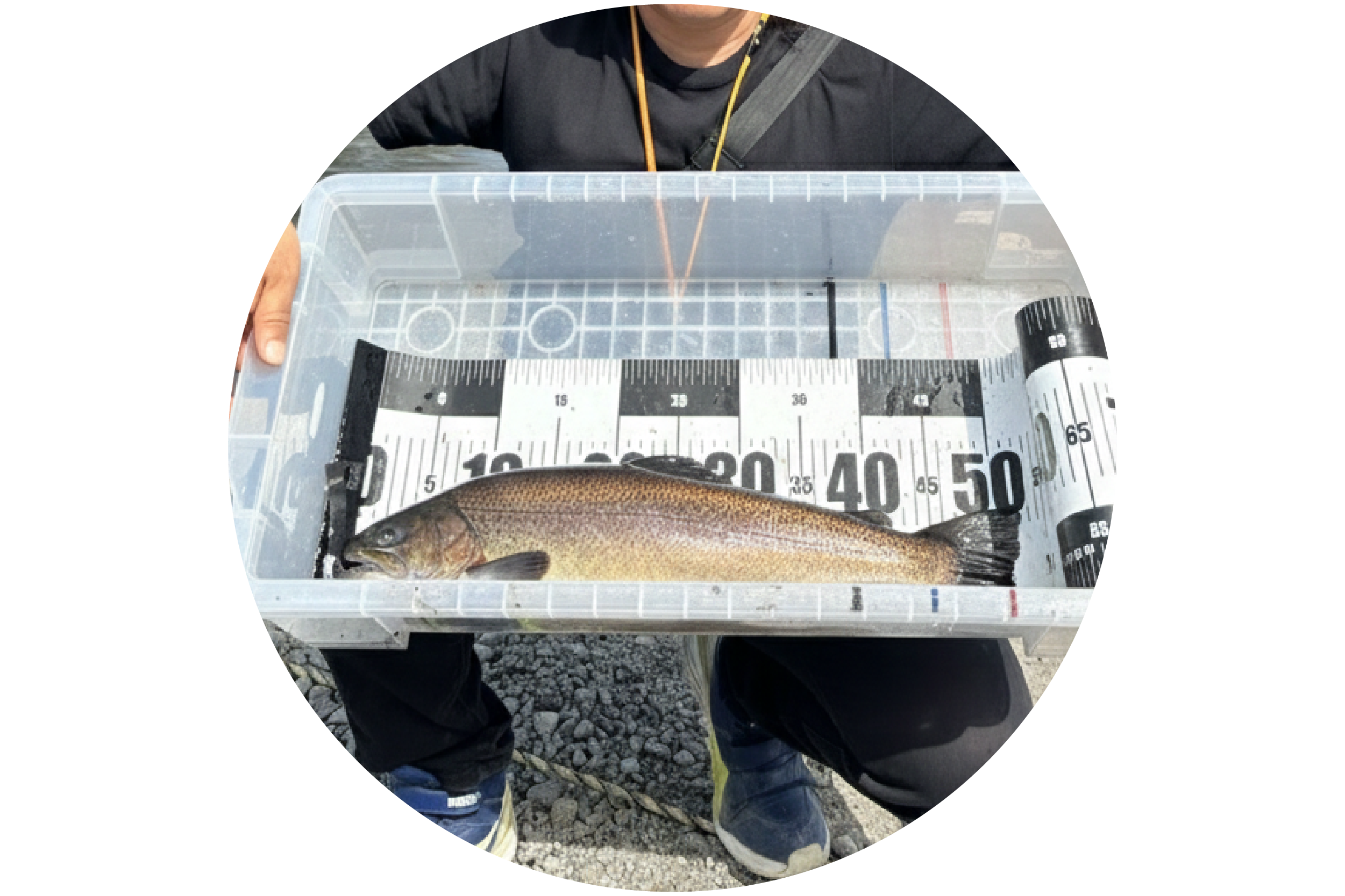 LEXUS Area Trout Fishing 2026 | 群馬トヨタ | 群馬トヨタグループ